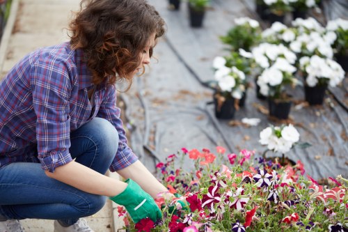 Weed and moss control for a well-kept Spitalfields lawn