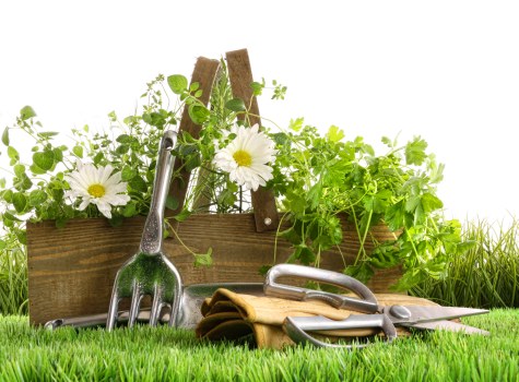 Garden maintenance and planting design in Spitalfields courtyard