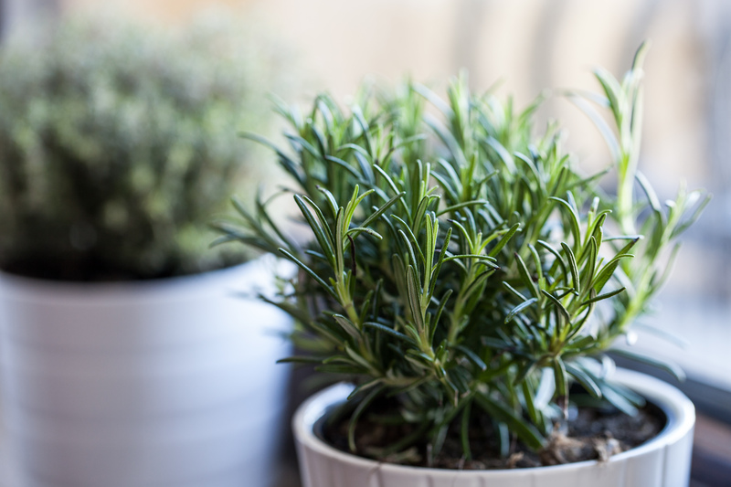 Garden outdoor space
