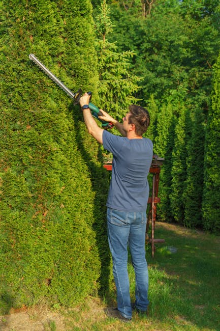 A paved pathway in a garden setting, bordered by neatly trimmed, dense hedges with small, rounded leaves exhibiting a mix of green and reddish-brown tones. Along the edge of the pathway are several bl